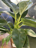 HYDRO PLANT MEDIUM