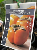 PERSIMMON JIRO 25CM KAK
