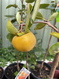 PERSIMMON JIRO 25CM KAK