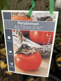 PERSIMMON DAI DAI MARU 25CM KAK