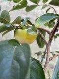 PERSIMMON DAI DAI MARU 25CM KAK