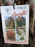 PYRUS SPRIGHT BARE ROOT