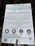 PYRUS SPRIGHT BARE ROOT