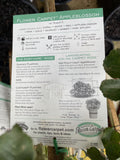 ROSE STANDARD FLOWER CARPET APPLE BLOSSOM 3FT BARE ROOT
