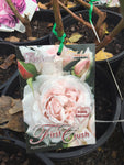 ROSE STANDARD FIRST CRUSH 3FT BARE ROOT