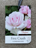 ROSE STANDARD FIRST CRUSH 3FT BARE ROOT