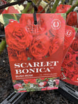 ROSE STANDARD SCARLET BONICA 3FT BARE ROOT
