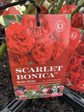 ROSE STANDARD SCARLET BONICA 3FT BARE ROOT