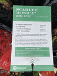 ROSE STANDARD SCARLET BONICA 3FT BARE ROOT