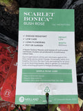 ROSE STANDARD SCARLET BONICA 3FT BARE ROOT