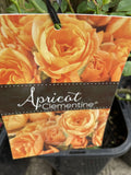 ROSE APRICOT CLEMENTINE BARE ROOT