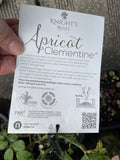 ROSE APRICOT CLEMENTINE BARE ROOT