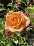 ROSE APRICOT CLEMENTINE BARE ROOT