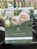ROSE CLIMBING DAVID AUSTIN CLAIRE AUSTIN BARE ROOT 