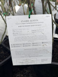 ROSE CLIMBING DAVID AUSTIN CLAIRE AUSTIN BARE ROOT 