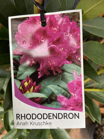 RHODODENDRON ANAH KRUSCHKE 20CM