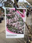MAGNOLIA STELLATA ROSEA 25CM