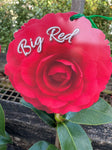 CAMELLIA BIG RED 20CM