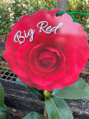 CAMELLIA BIG RED 20CM