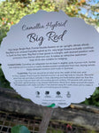 CAMELLIA BIG RED 20CM