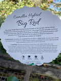 CAMELLIA BIG RED 20CM