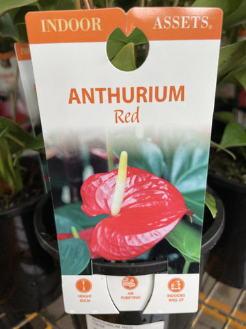 ANTHURIUM RED 13CM
