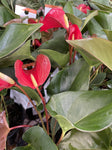 ANTHURIUM RED 13CM