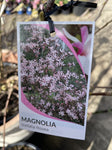 MAGNOLIA STELLATA ROSEA 30CM