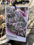 MAGNOLIA STELLATA ROSEA 30CM