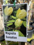 MAGNOLIA SUNSATION 30CM