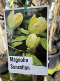 MAGNOLIA SUNSATION 30CM