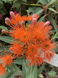 CORYMBIA FICIFOLIA DWARF ORANGE GRAFTED 20CM