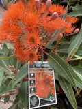 CORYMBIA FICIFOLIA DWARF ORANGE GRAFTED 20CM