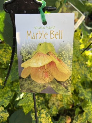 ABUTILON MARBLE BELL HANGING BASKET 20CM