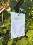 ABUTILON MARBLE BELL HANGING BASKET 20CM