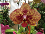 PHALAENOPSIS ORCHID 12.5cm