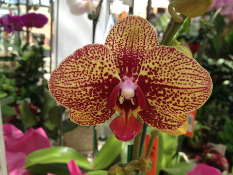 PHALAENOPSIS ORCHID 12.5cm