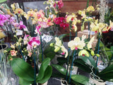PHALAENOPSIS ORCHID 12.5cm