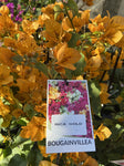 BOUGAINVILLEA INCA GOLD 20CM