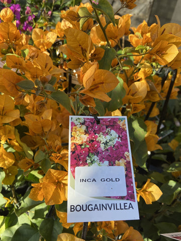 BOUGAINVILLEA INCA GOLD 20CM