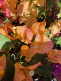 BOUGAINVILLEA INCA GOLD 20CM