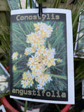 CONOSTYLUS ANGUSTIFOLIA 14CM