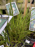 CONOSTYLUS ANGUSTIFOLIA 14CM