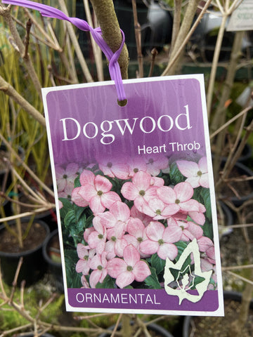 CORNUS KOUSA HEART THROB 30CM