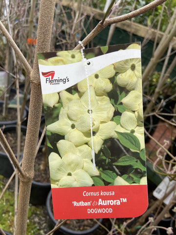CORNUS AURORA 30CM