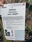 CORNUS AURORA 30CM