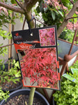 ACER PALAMTUM SHIRAZZ STANDARD STANDARD 40CM
