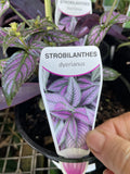 STROBILANTHES DYERIANA 14CM 