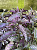 STROBILANTHES DYERIANA 14CM 
