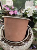 AFRICAN VIOLET POT RETRO MATCHA